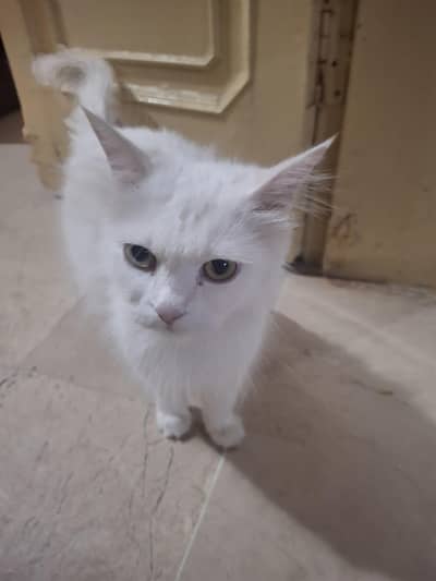 Persian cat name sozo
