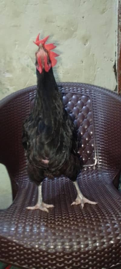black astrolob