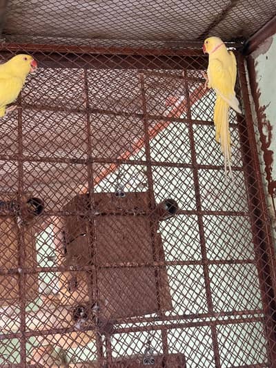 Pair of active ringneck yellow
