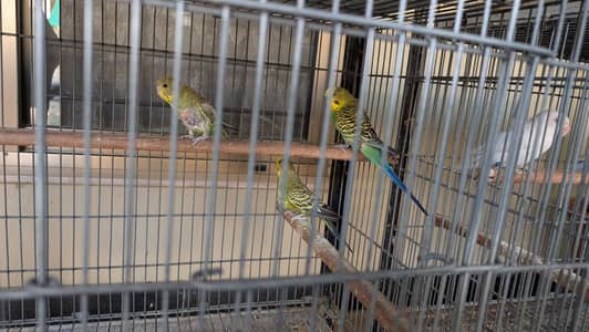 Budgies breeder pair