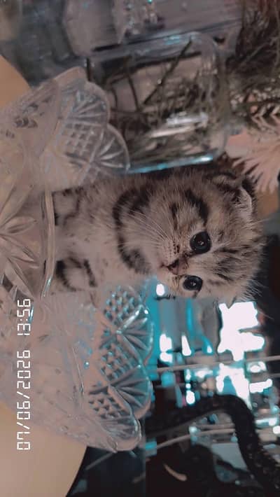 Scottish fold kittens  for sale