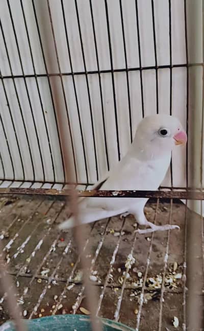 Albino Male