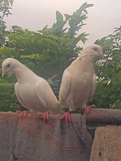 2 FEMALE FOR SELL FULL GARENTY