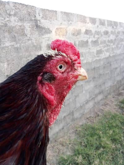 breeder murga for sale.