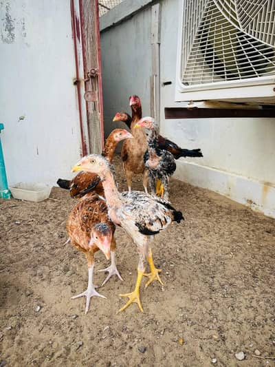 Aseel Chicks