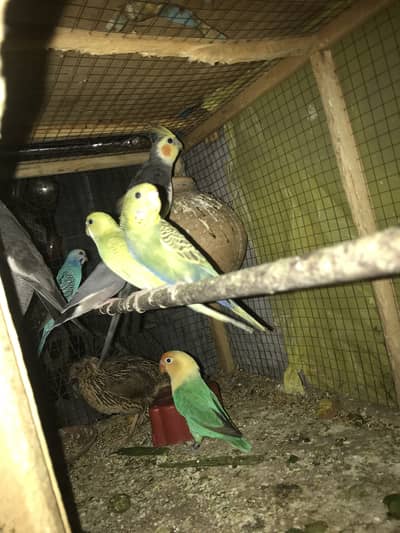 Cocktail budgies or love bird and finch for sale