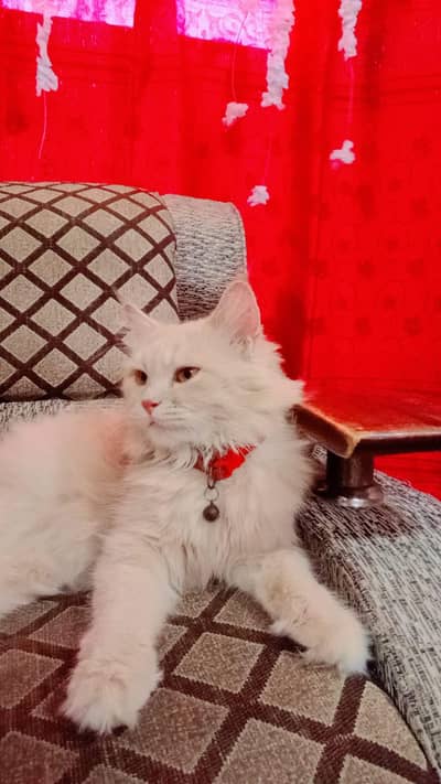 persian breed
