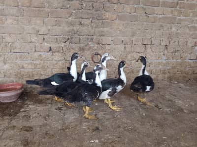 Mucsovy Ducks