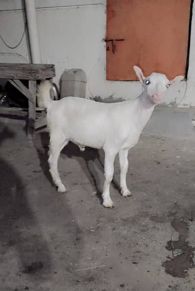 Teddy Bakra bakri