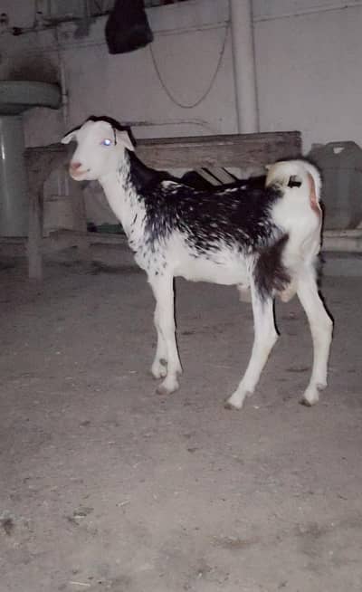 Teddy Bakra bakri