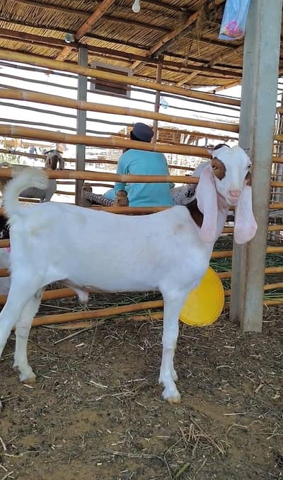 Teddy Bakra bakri