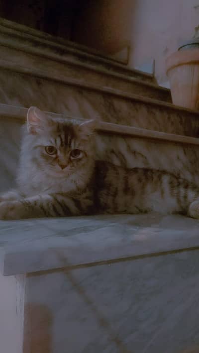Triple coated persian for sale