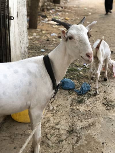 Point teddy bakri with. 2 male kids
