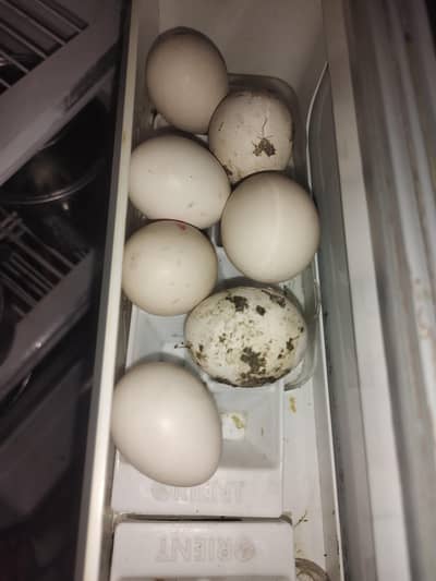 aseel Shamu eggs