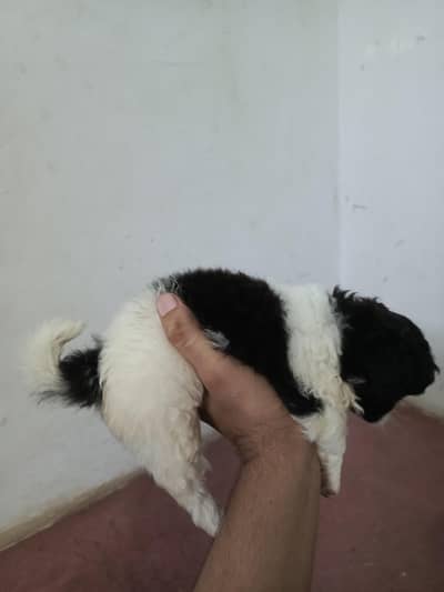Shitzu Dog Puppies
