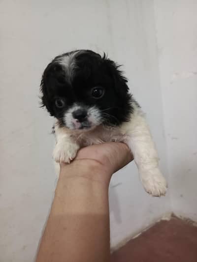 Shitzu Dog Puppies
