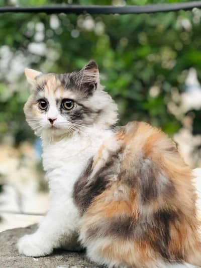 Persian cat