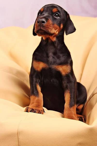 European Doberman puppies high quality strong bloodline puppies non pd