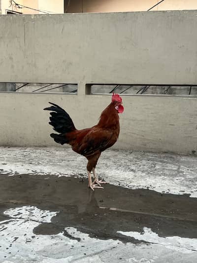 Dasi murgi murga