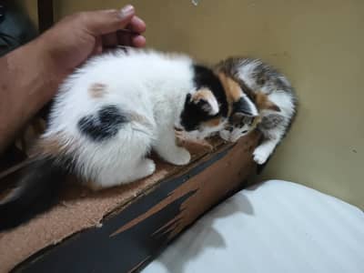 Beautiful Calico & Tabby kittens available