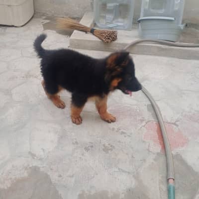 German shepherd pupy for sale