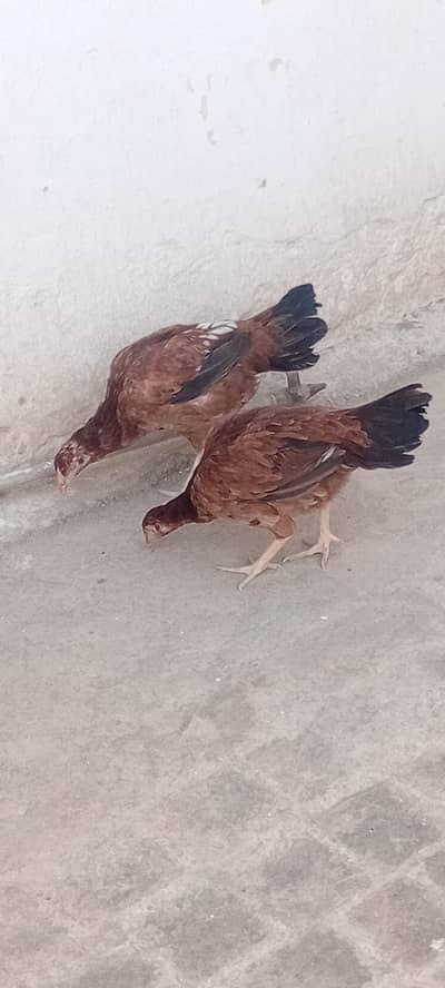 mianwali breed hens