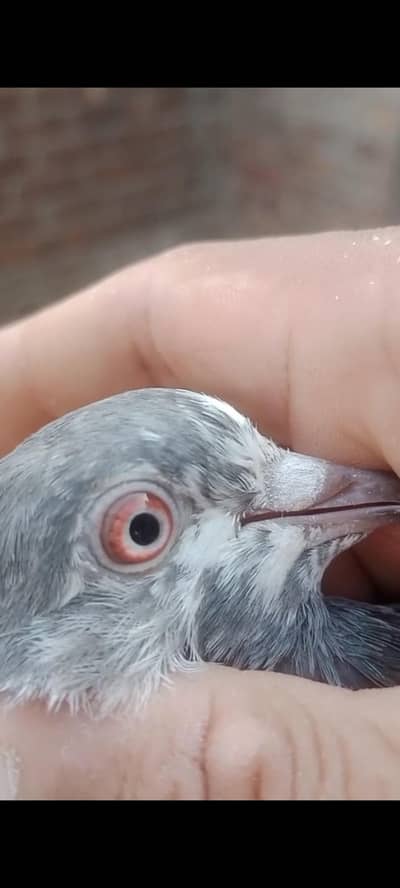 pigeon for sale