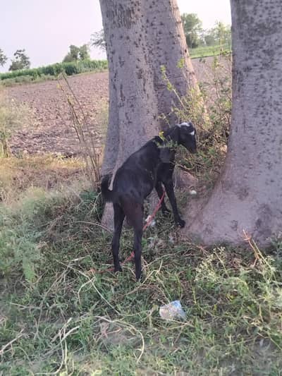 4 months male available in lahore
