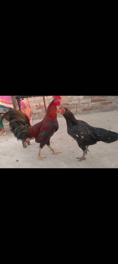 Pure desi and aseel bread ha eggs laying and kurk wali