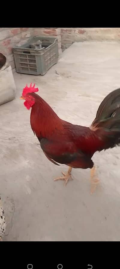 Pure desi and aseel bread ha eggs laying and kurk wali