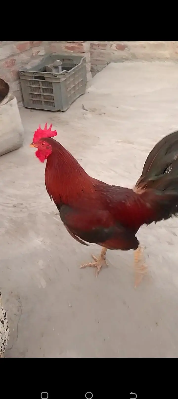 Pure desi and aseel bread ha eggs laying and kurk wali — photo 3
