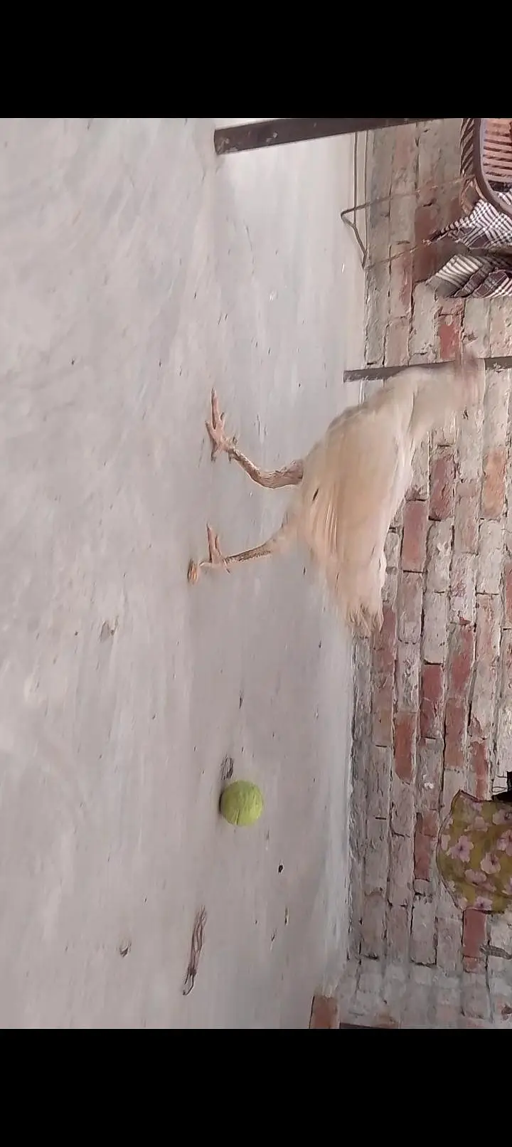 Pure desi and aseel bread ha eggs laying and kurk wali — photo 4