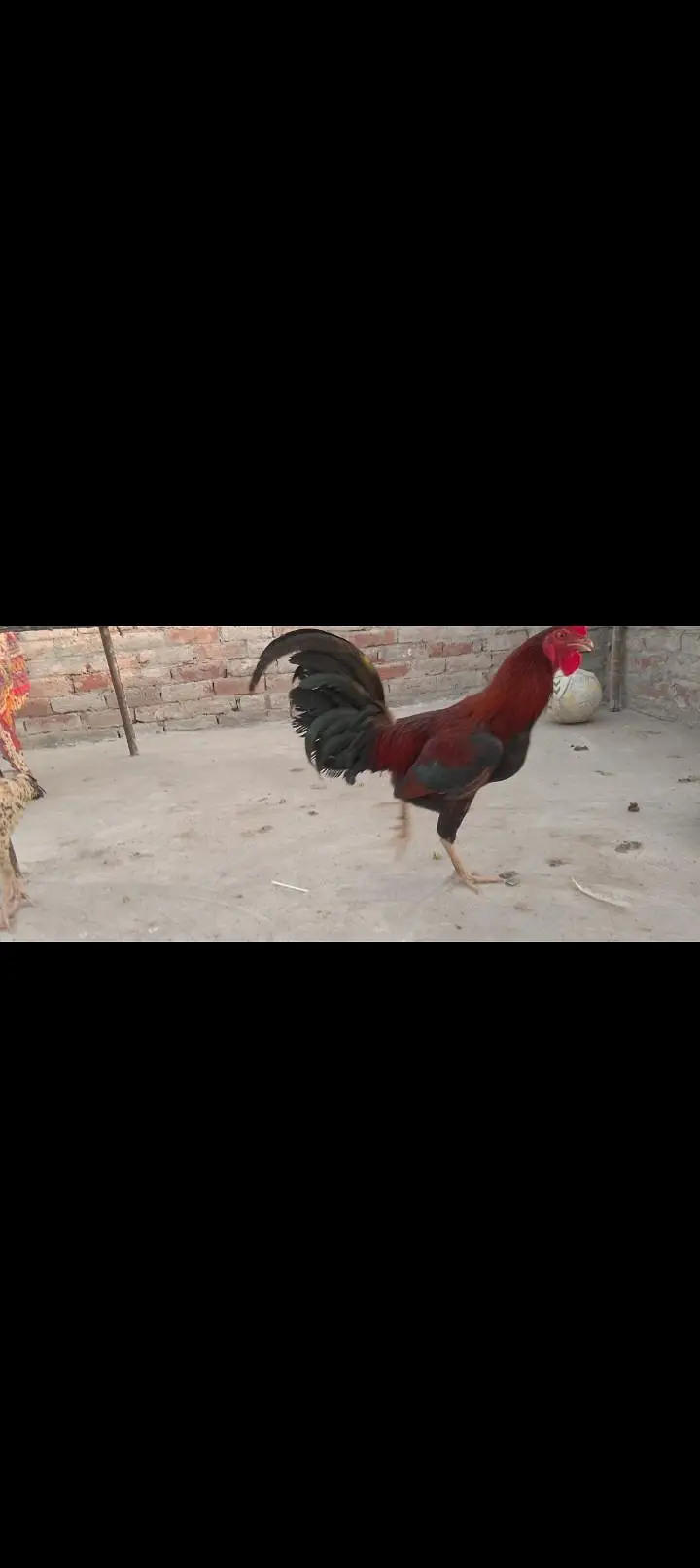 Pure desi and aseel bread ha eggs laying and kurk wali — photo 5