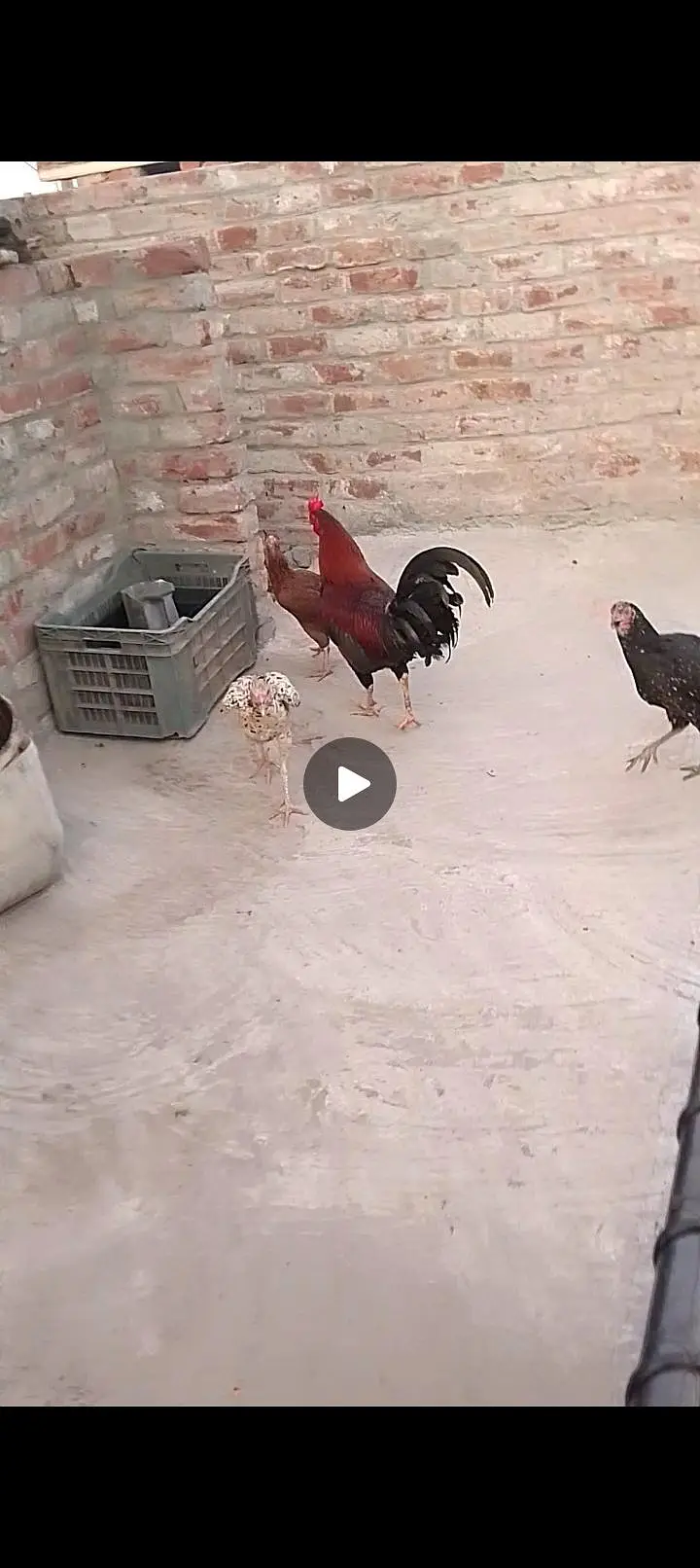 Pure desi and aseel bread ha eggs laying and kurk wali — photo 7