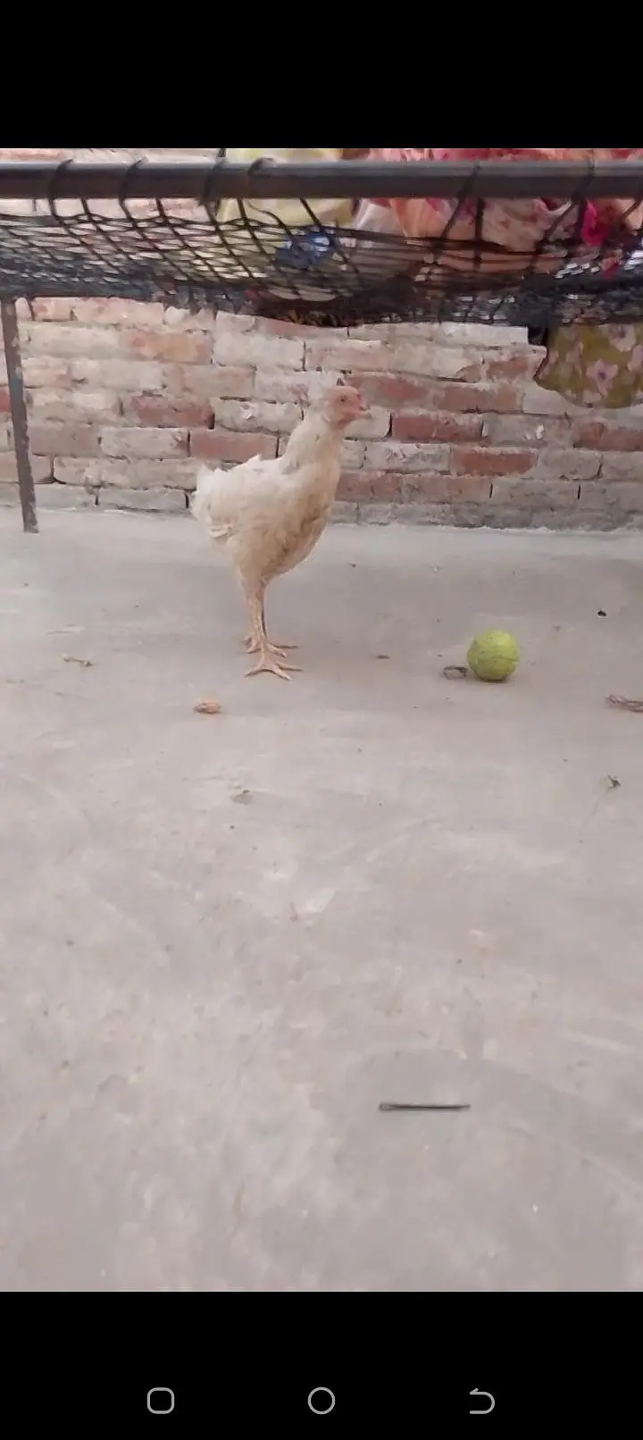 Pure desi and aseel bread ha eggs laying and kurk wali — photo 9