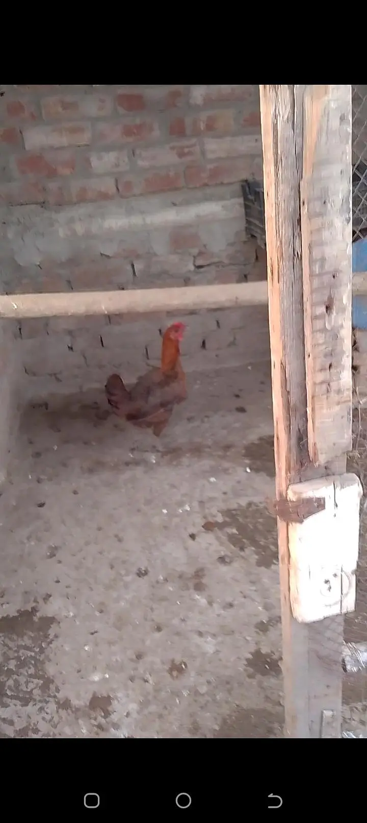 Pure desi and aseel bread ha eggs laying and kurk wali — photo 10
