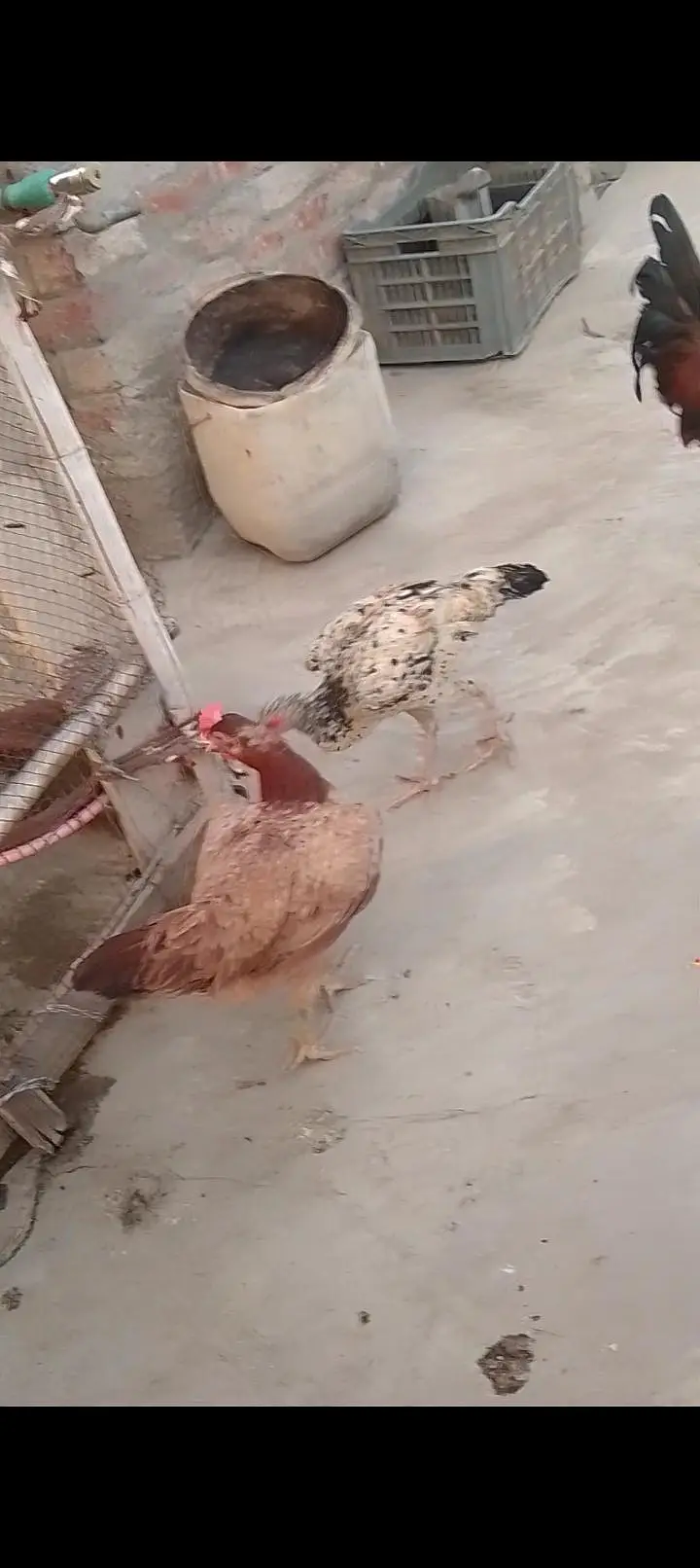 Pure desi and aseel bread ha eggs laying and kurk wali — photo 11