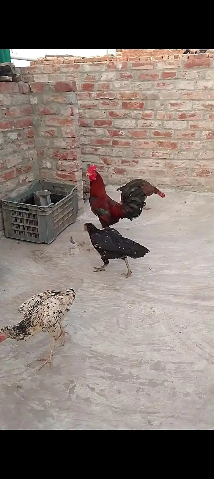 Pure desi and aseel bread ha eggs laying and kurk wali — photo 12