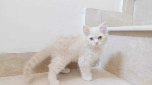 Persian Kitten available fir adoption