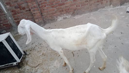 Rajan Puri Gulabi