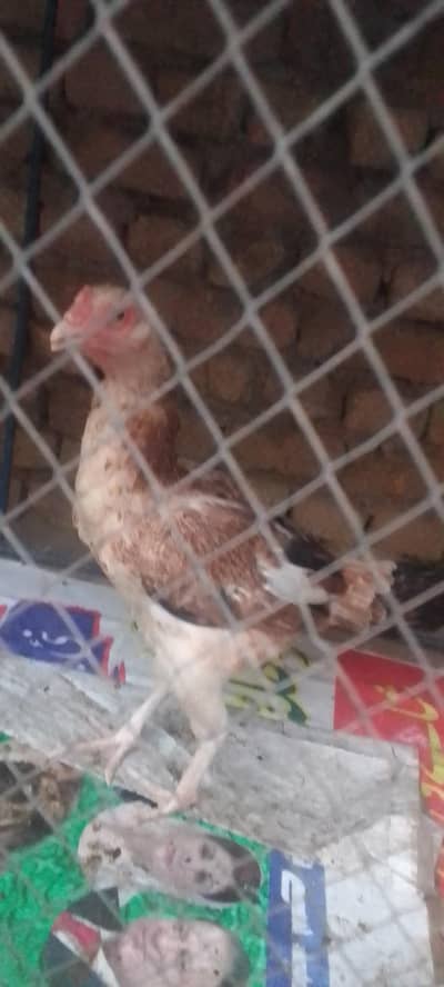 hen for sell