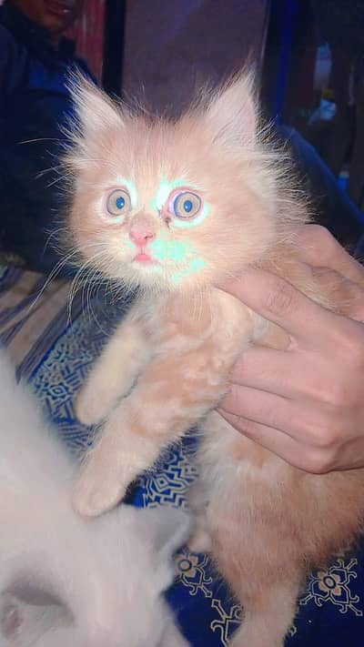 Persian kitten | doll face kittens | persian cat