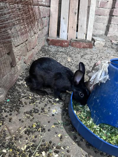 Rabbits for sale