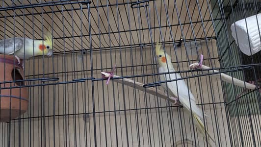 cockatiel bird