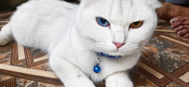 Beautiful Persian Cat for Urgent Sale