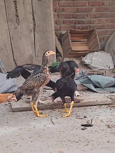 Pure Aseel | Active Hen sari
