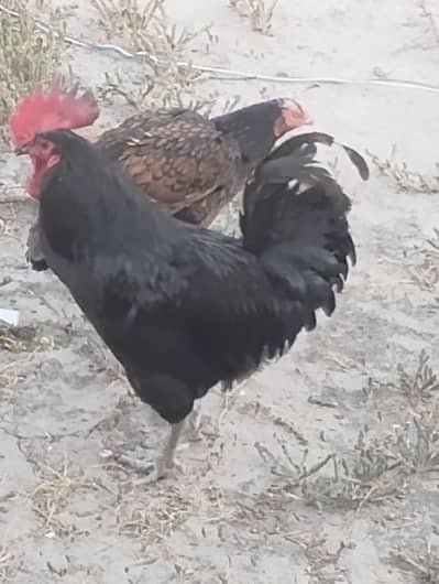 Aseel Hen(Mirgi)  + Astrolop Cock (Murgha)  With Aseel  Chicks
