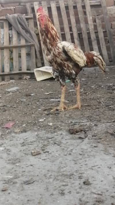 pure aseel sindhi breed long height Mugra