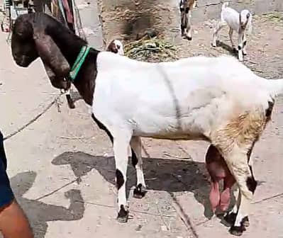 Bakri for sale