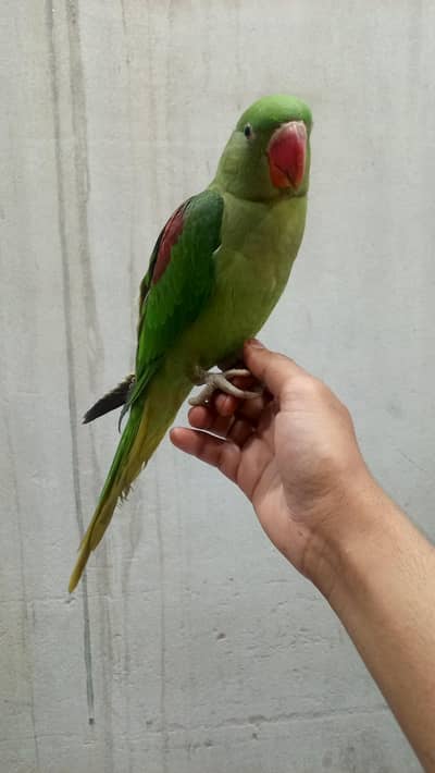 Kashmiri parrot